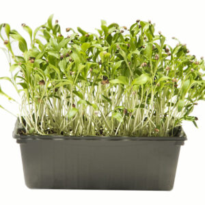 Cilantro