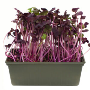 Rábano morado (sango)