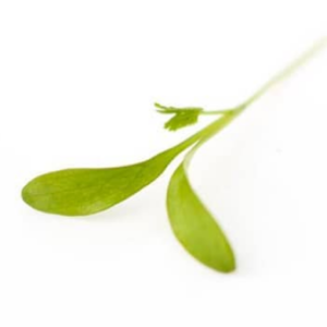 Cilantro