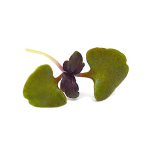 Albahaca morada