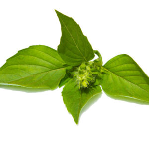hoja-albahaca-limon