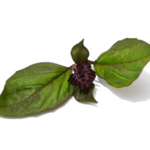 hoja-albahaca-canela