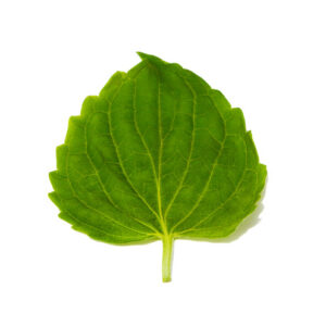 hoja-sisho