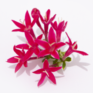 Pentas lanceoladas