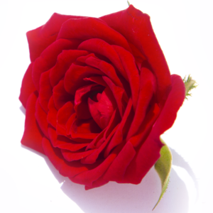 Mini rosa